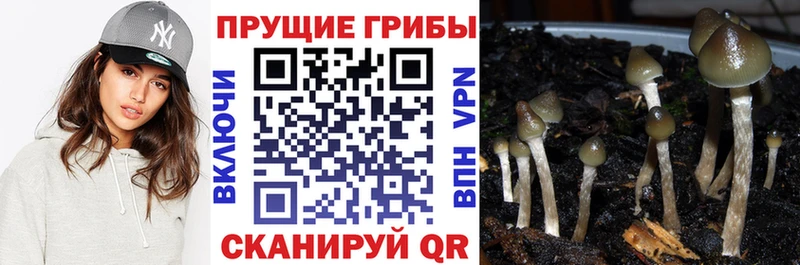 даркнет телеграм  Южно-Сухокумск  Галлюциногенные грибы Psilocybine cubensis 